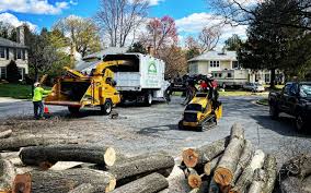 How Our Tree Care Process Works  in Green, OR