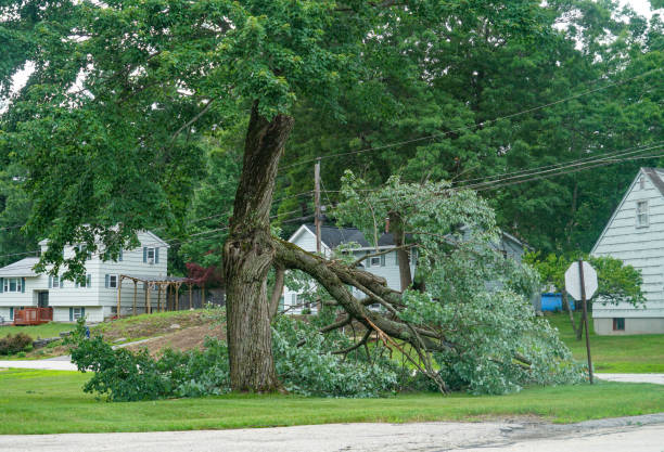 Best Tree Removal  in Green, OR